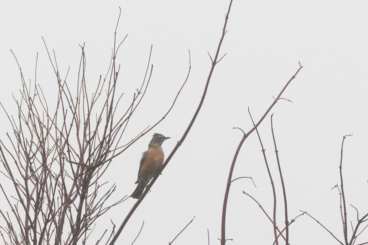 American Robin - ML647396491