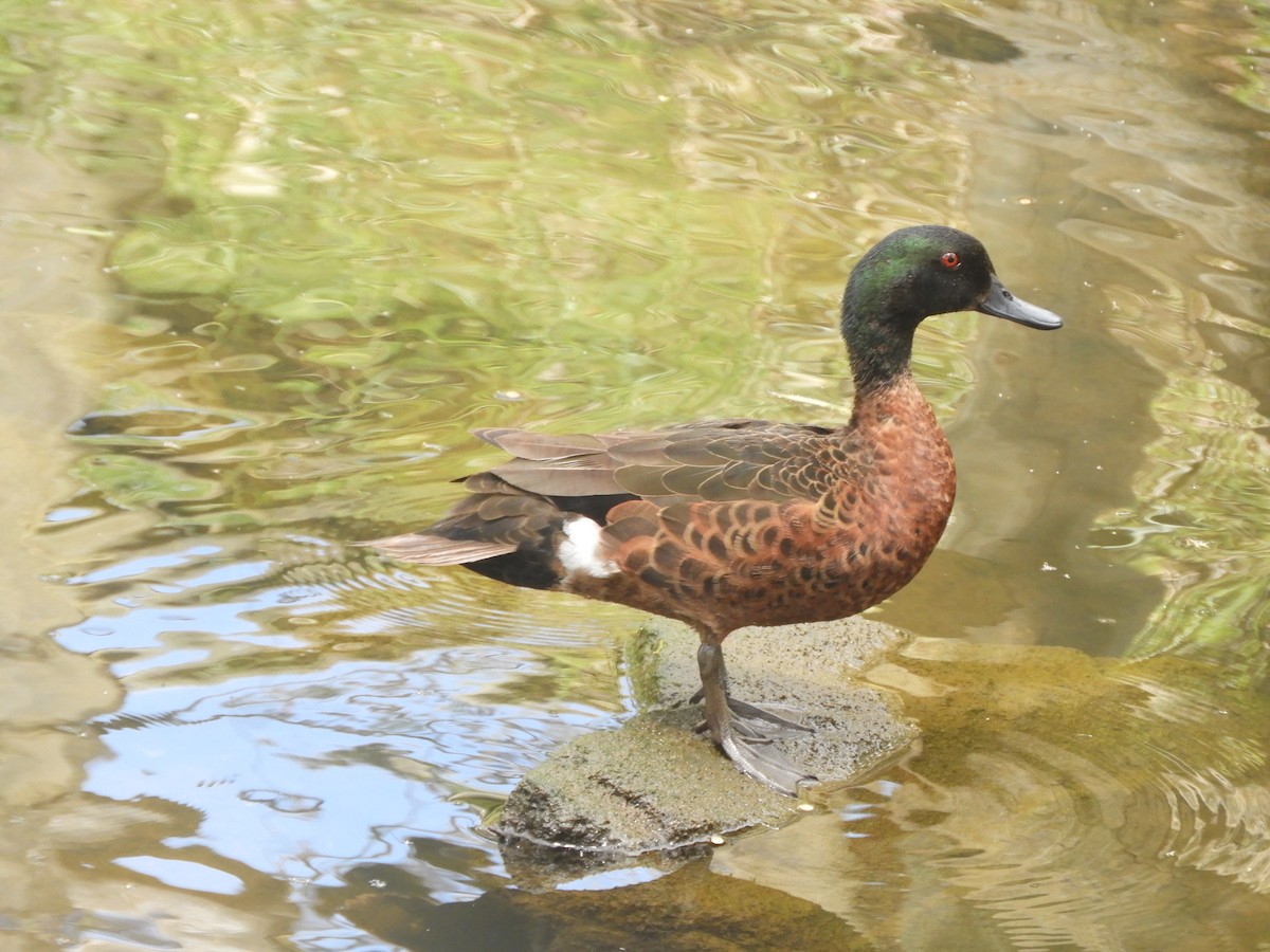 Chestnut Teal - ML647396496