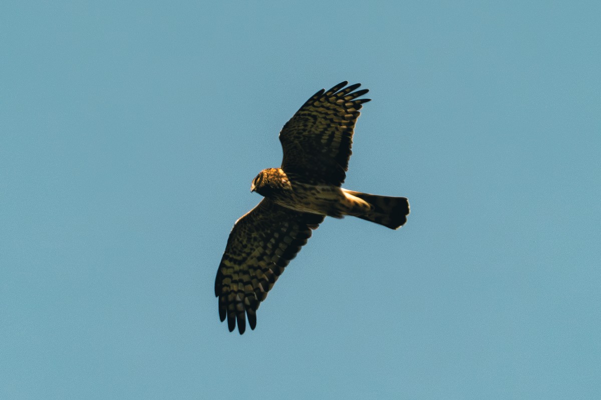 Northern Harrier - ML647396498