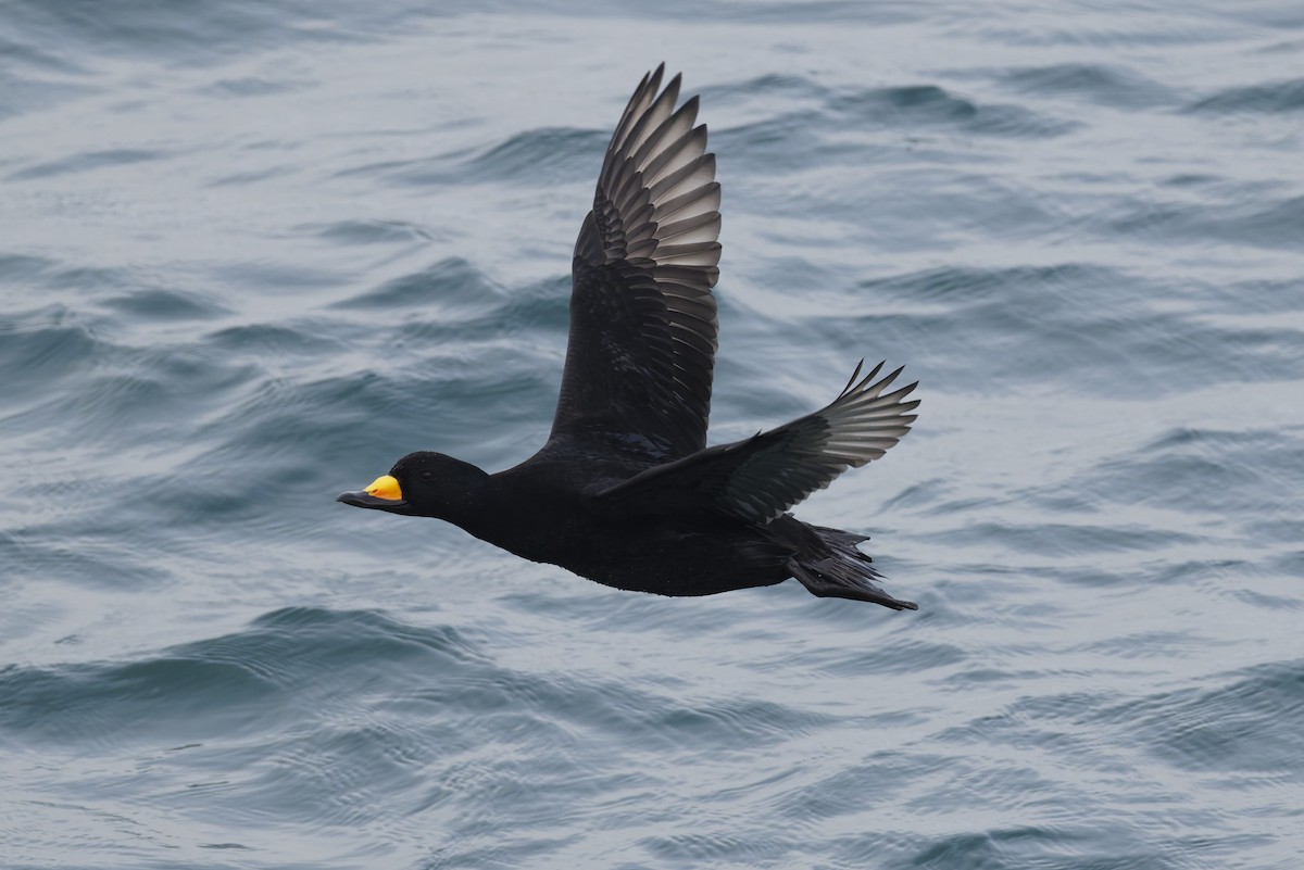 Американская синьга - ML647396509