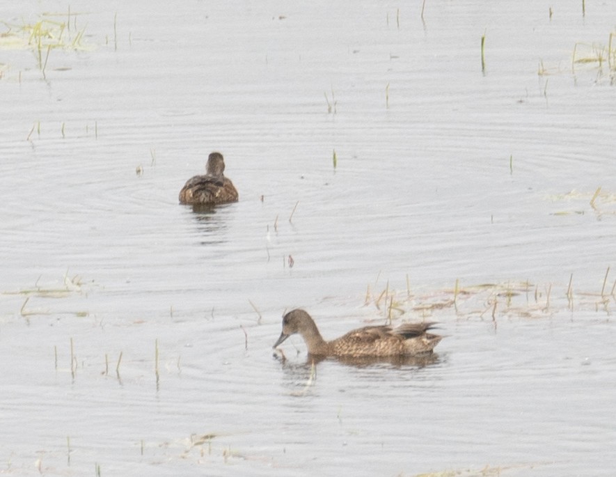 Falcated Duck - ML647396512