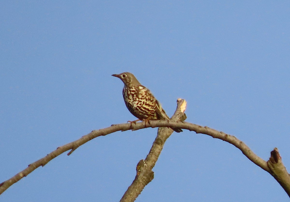 槲鶇 - ML647396515