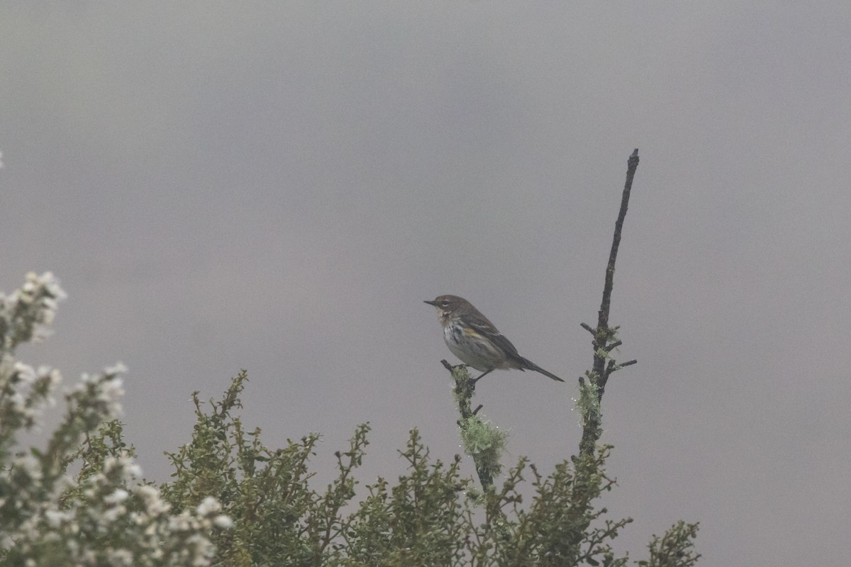 Yellow-rumped Warbler (Myrtle) - ML647396516