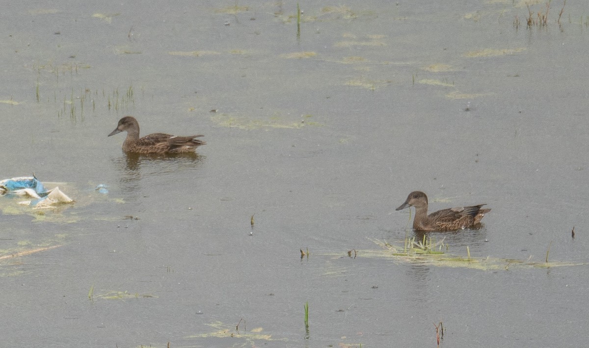 Falcated Duck - ML647396517