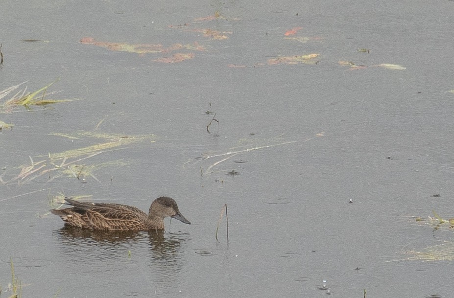 Falcated Duck - ML647396518