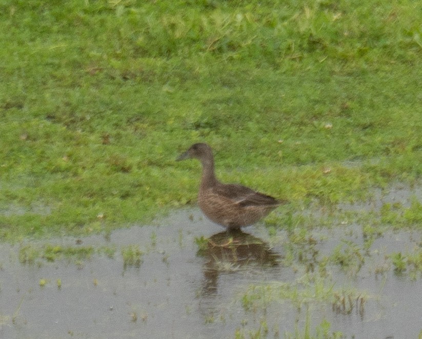 Falcated Duck - ML647396519