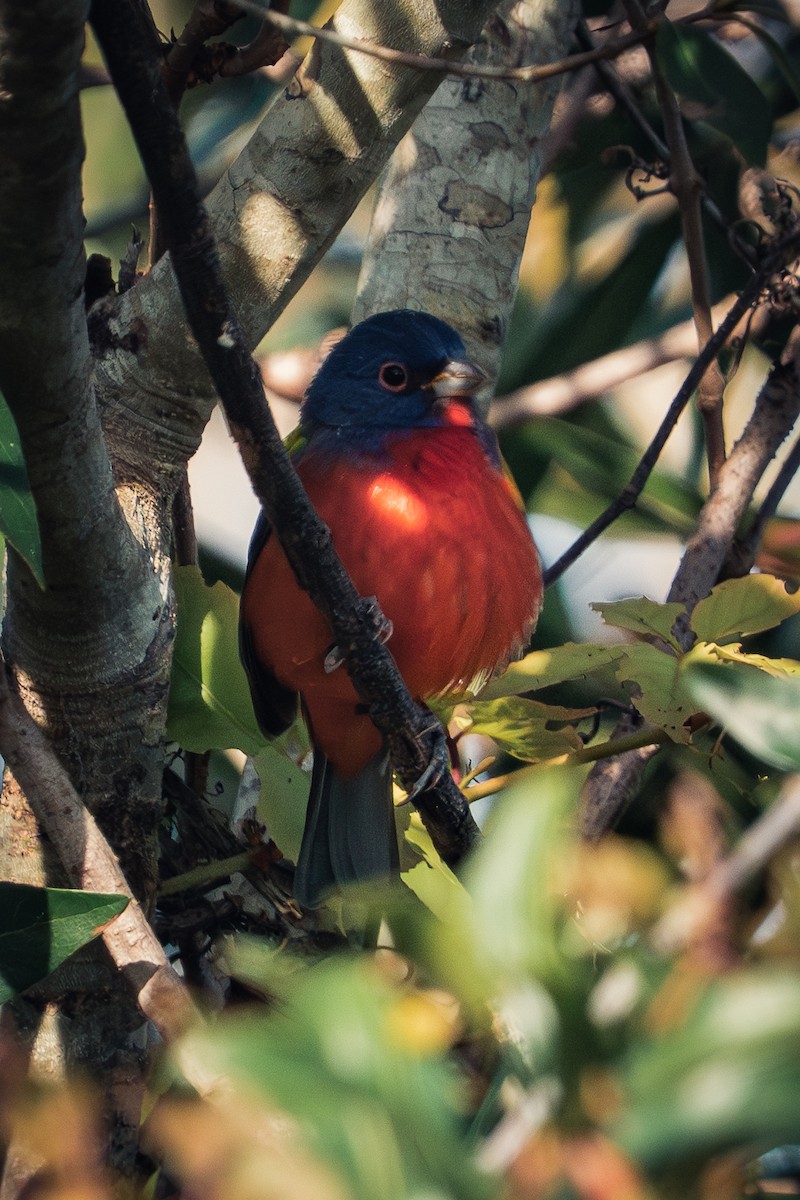 Painted Bunting - ML647396520