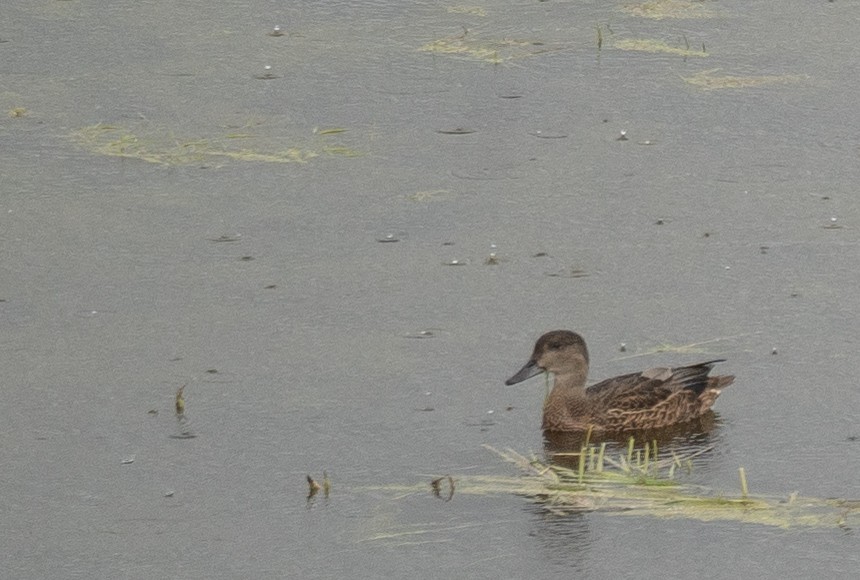 Falcated Duck - ML647396521