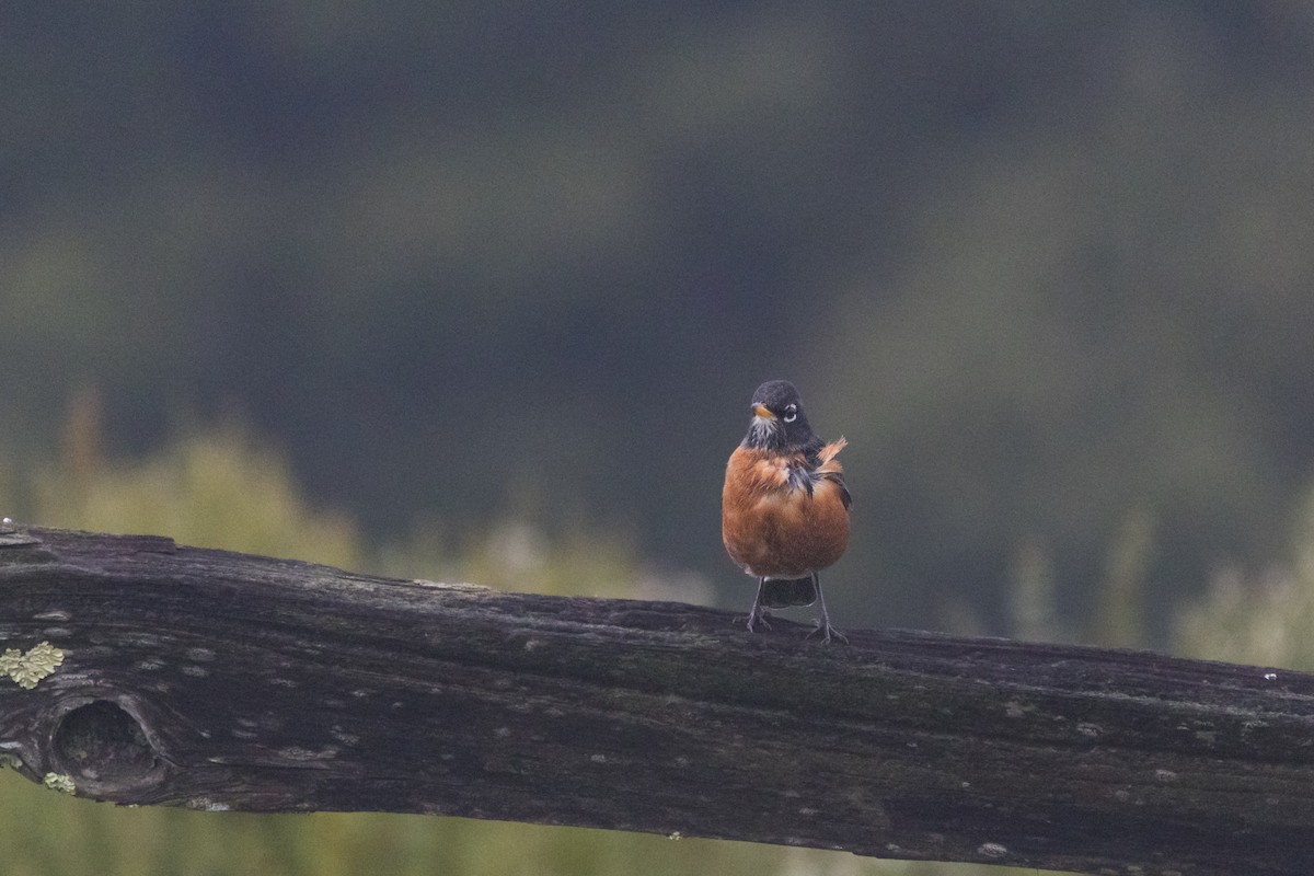 American Robin - ML647396526