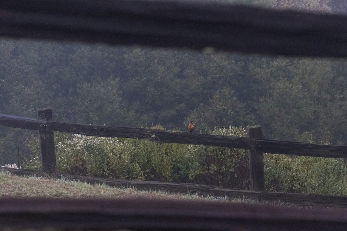 American Robin - ML647396527