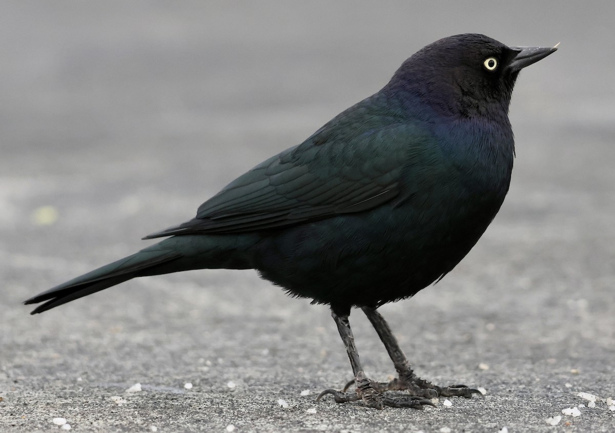 Brewer's Blackbird - ML647396538
