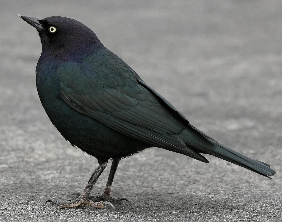 Brewer's Blackbird - ML647396539