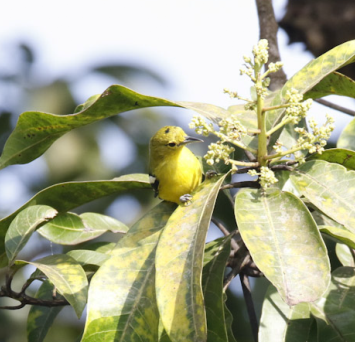 Common Iora - ML647396549