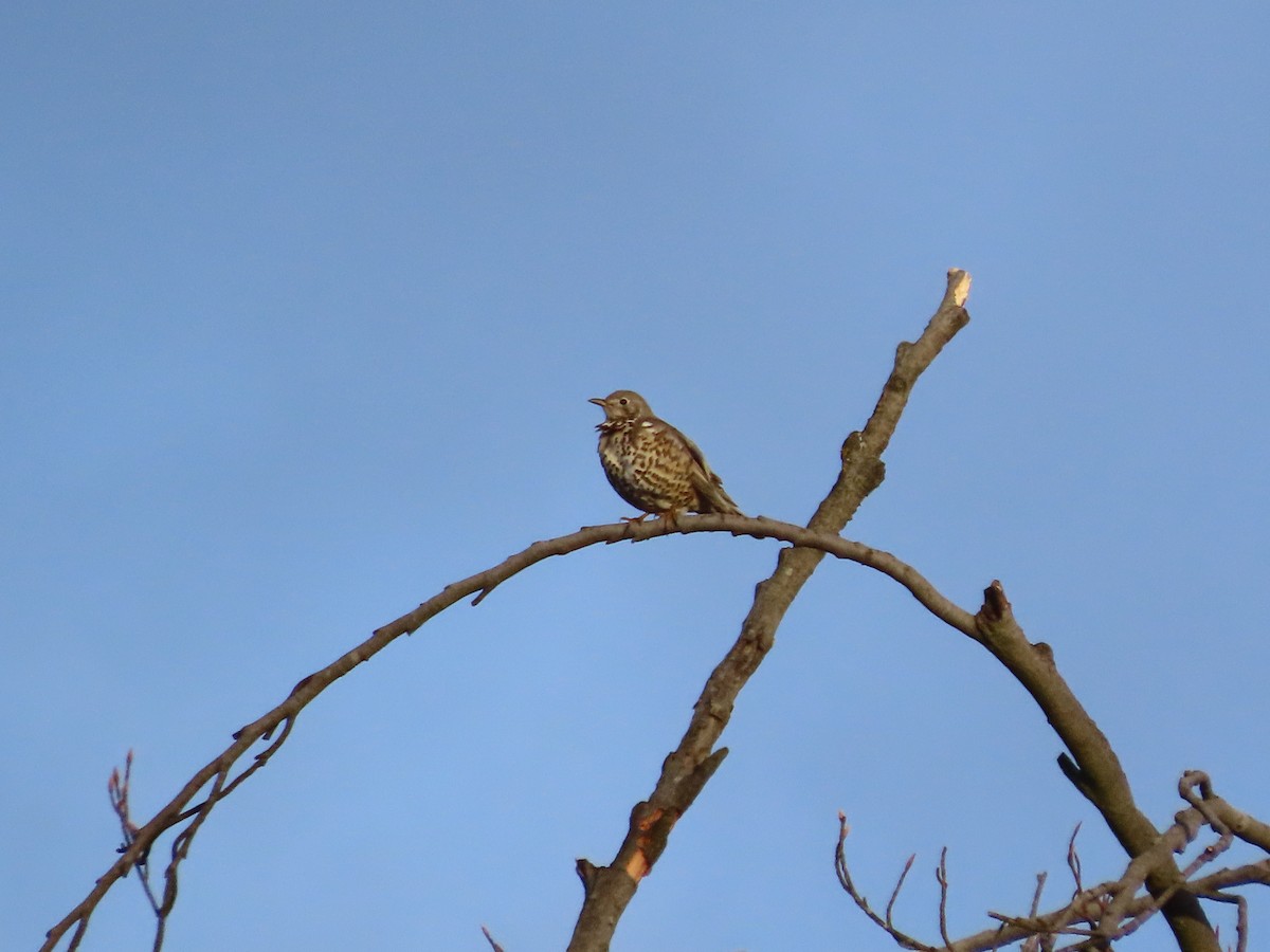 槲鶇 - ML647396562