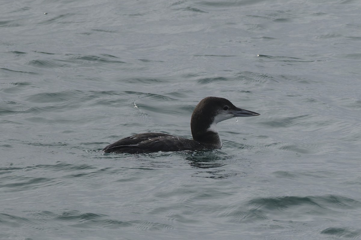Common Loon - ML647396574