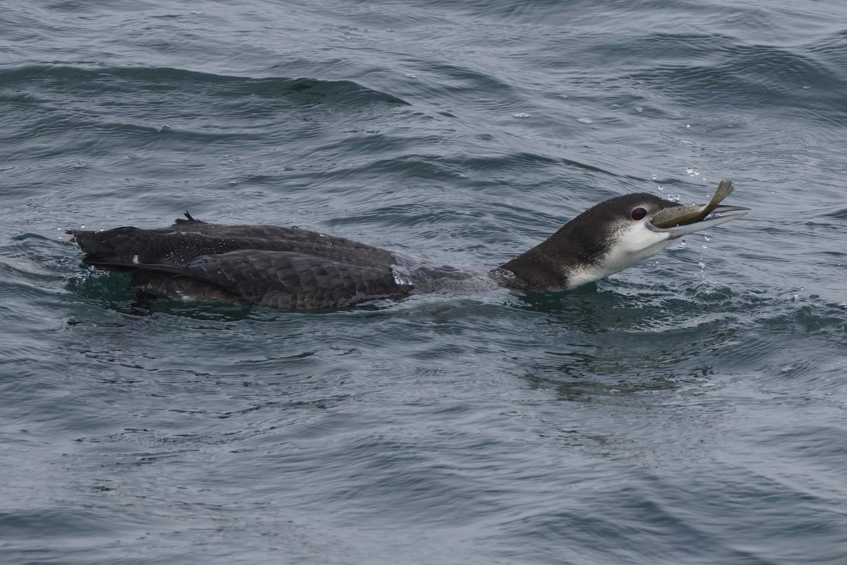 Common Loon - ML647396575