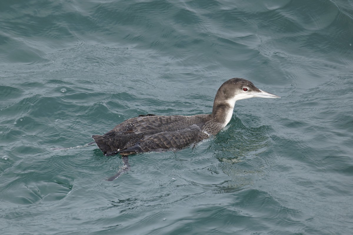 Common Loon - ML647396576