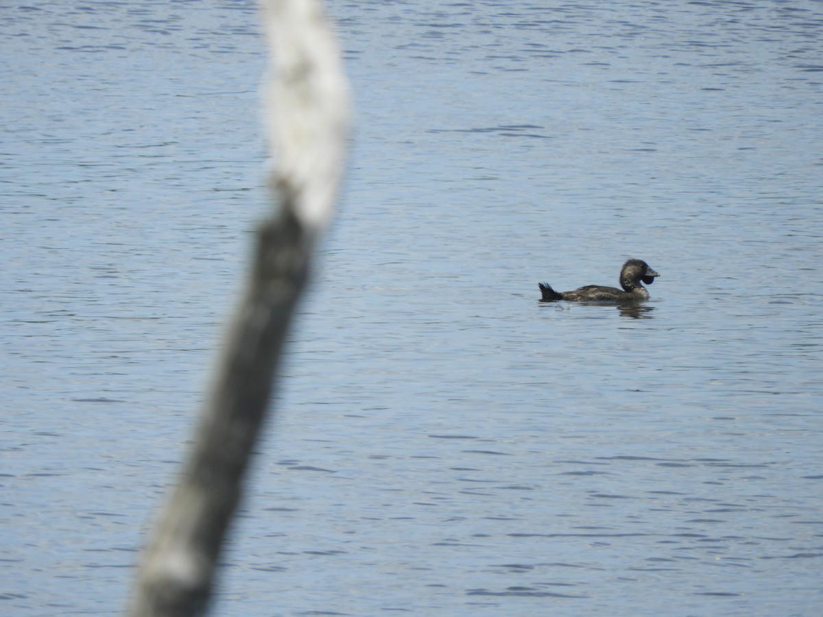 ニオイガモ - ML647396594