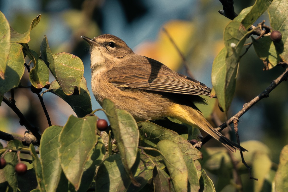 Palm Warbler - ML647396595