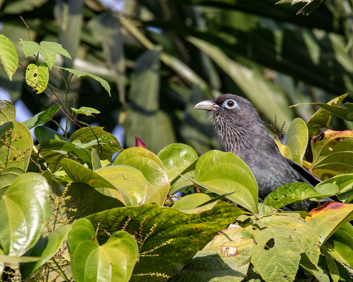 Blue-faced Malkoha - ML647396596