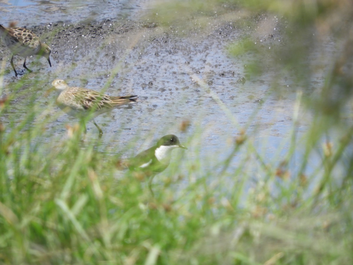 Red-kneed Dotterel - ML647396602
