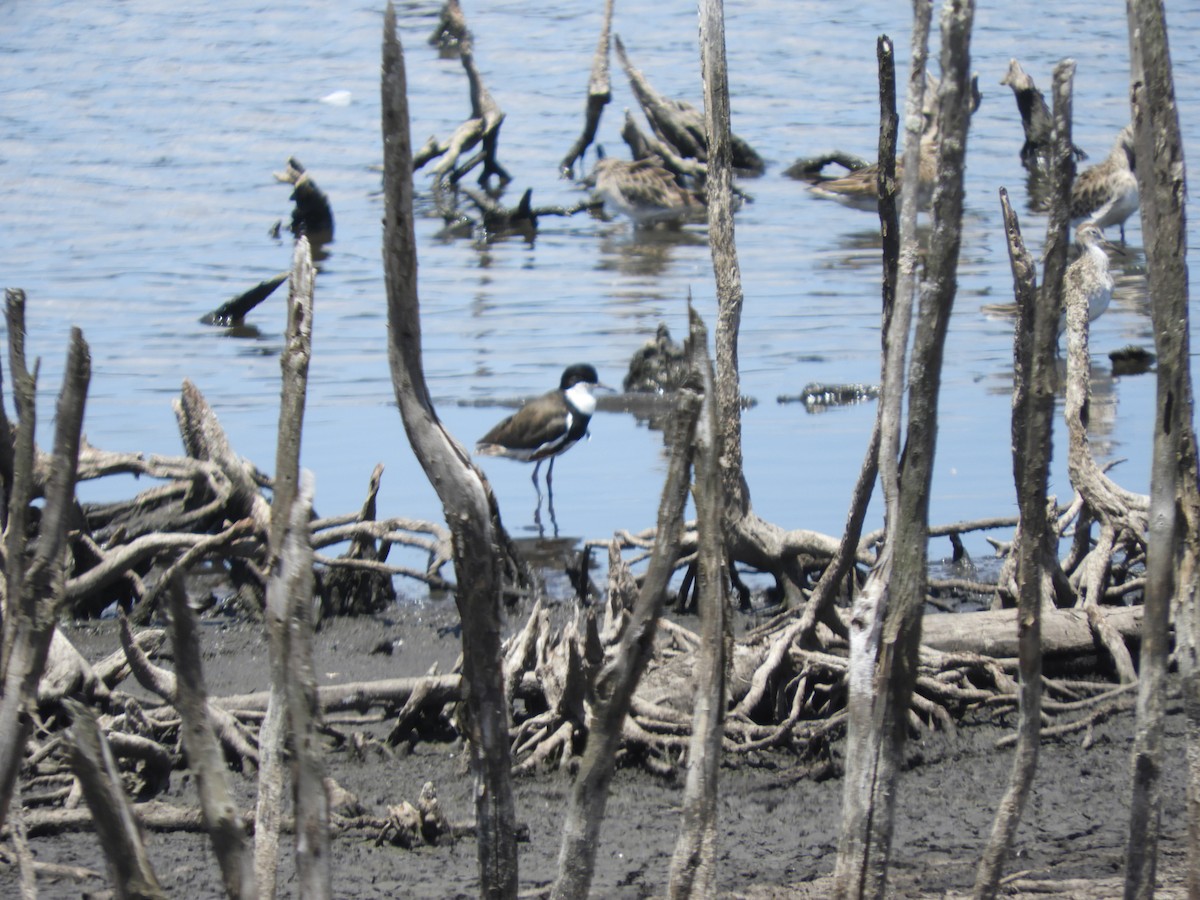 Red-kneed Dotterel - ML647396604
