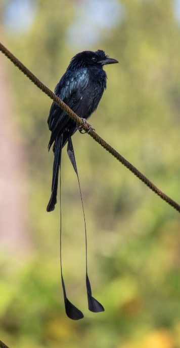 Greater Racket-tailed Drongo - ML647396632