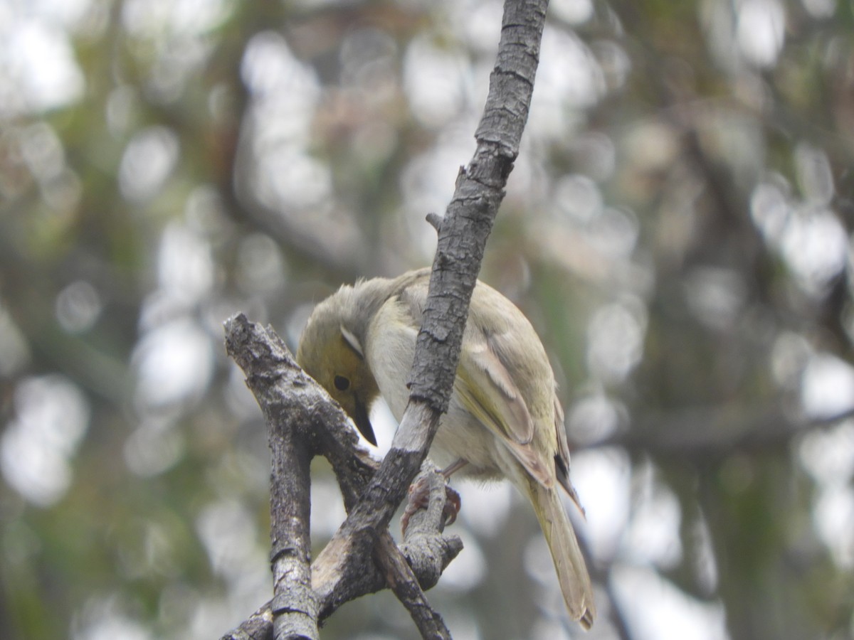 hvitsmykkehonningeter - ML647396637