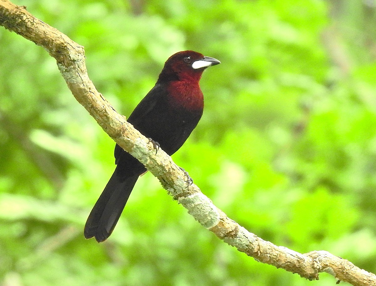 Silver-beaked Tanager - ML647396638