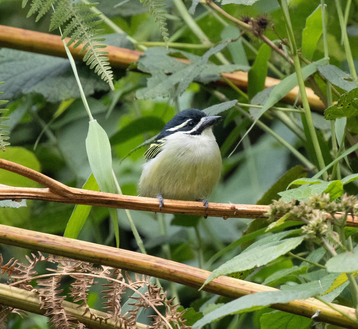 Yellow-rumped Tinkerbird (Yellow-rumped) - ML647396645