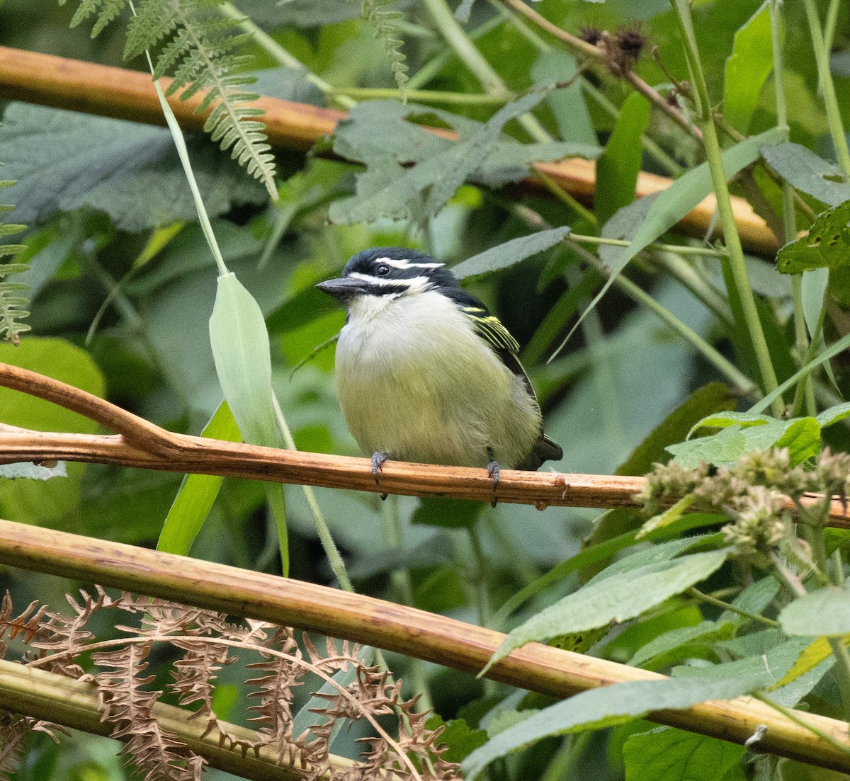 Yellow-rumped Tinkerbird (Yellow-rumped) - ML647396646