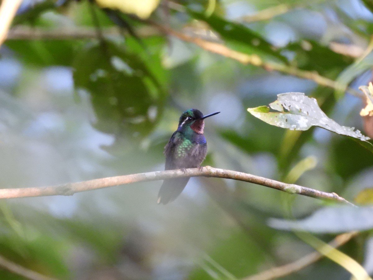 Purple-throated Mountain-gem - ML647396648