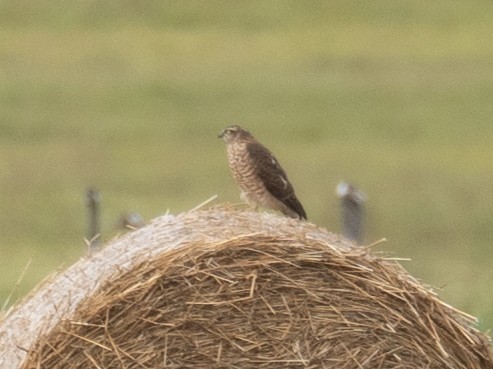 Atmaca - ML647396649