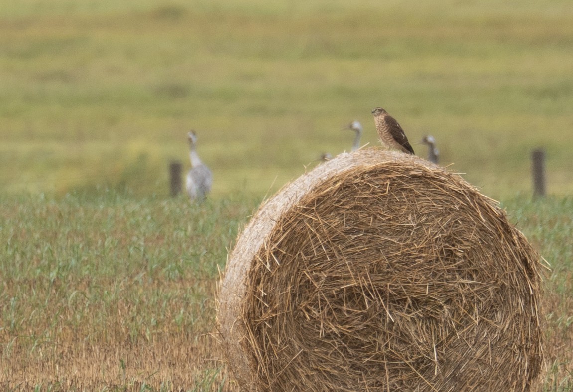 Atmaca - ML647396651