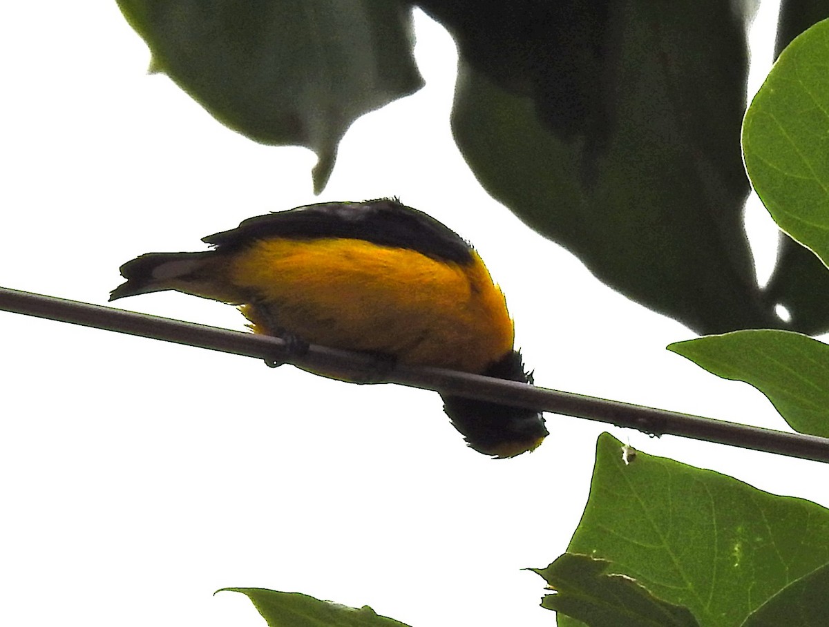 Purple-throated Euphonia - ML647396653