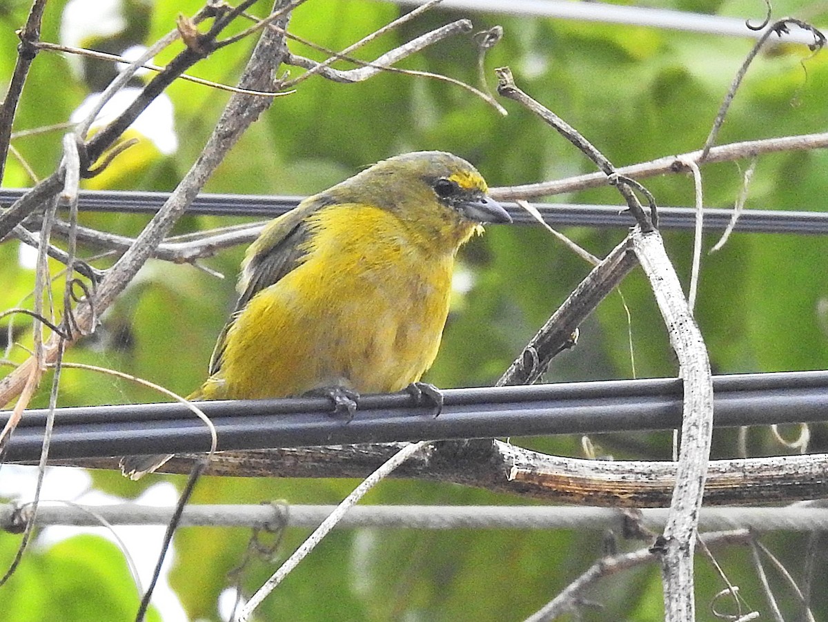 Purple-throated Euphonia - ML647396654