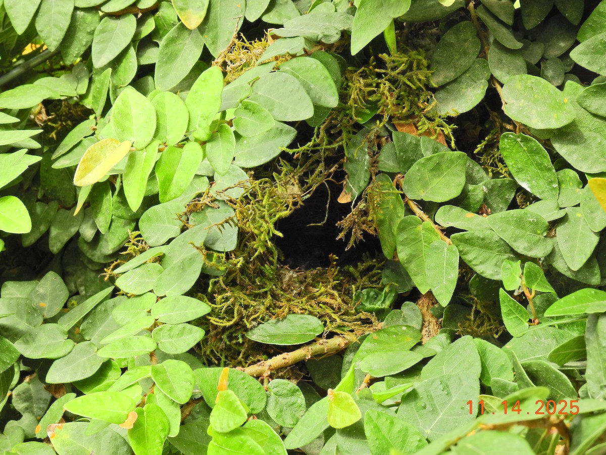 Purple-throated Euphonia - ML647396655