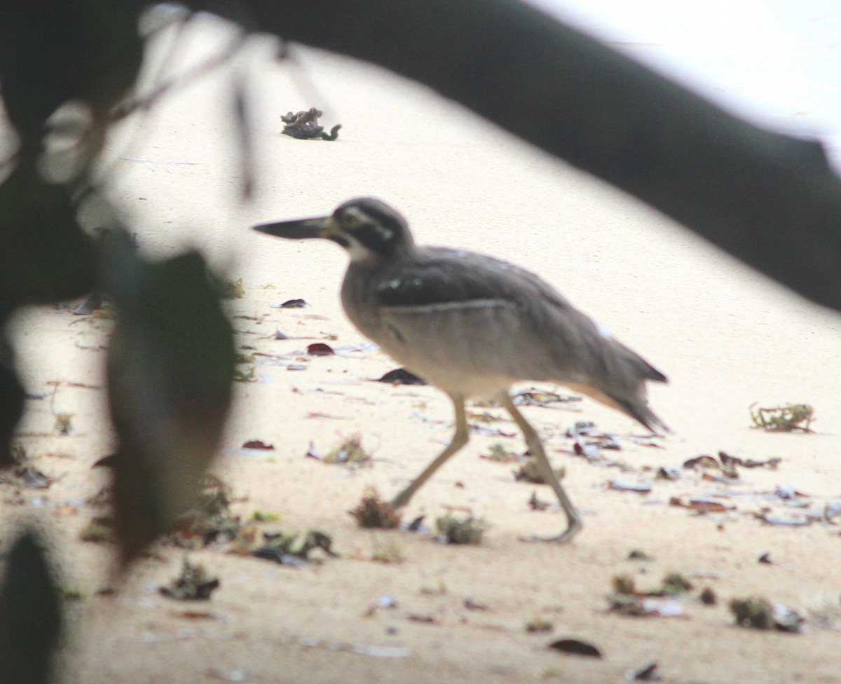 Beach Thick-knee - ML647396659