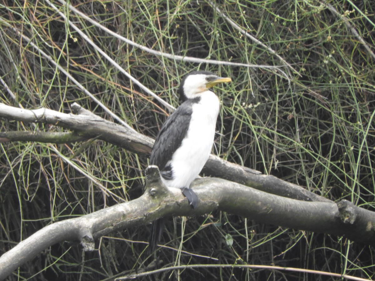 Little Pied Cormorant - ML647396696