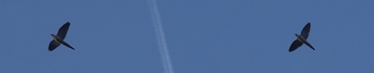 Uzun Kuyruklu Kumru - ML647396697