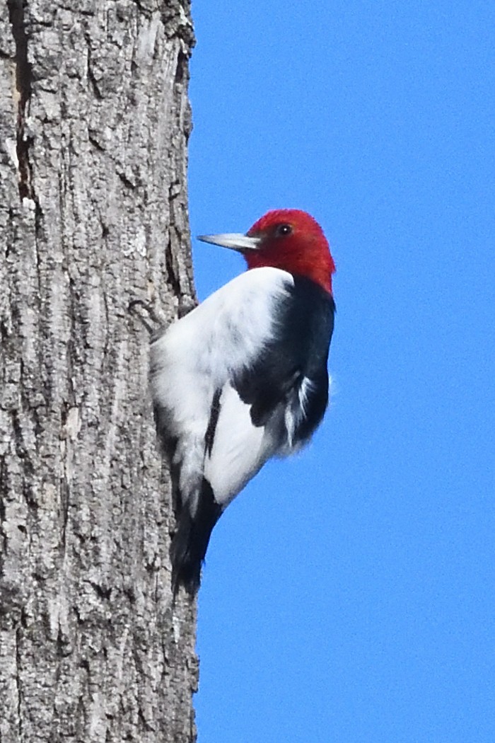 Red-headed Woodpecker - ML647396701