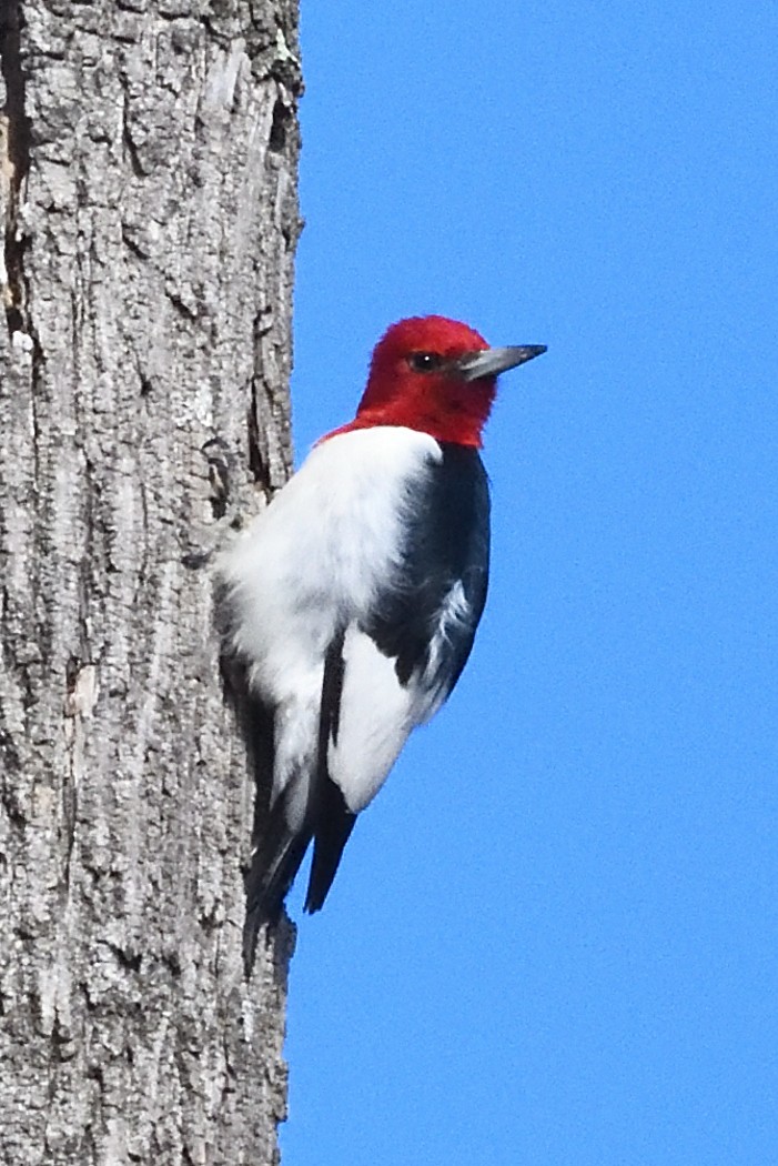 Red-headed Woodpecker - ML647396703