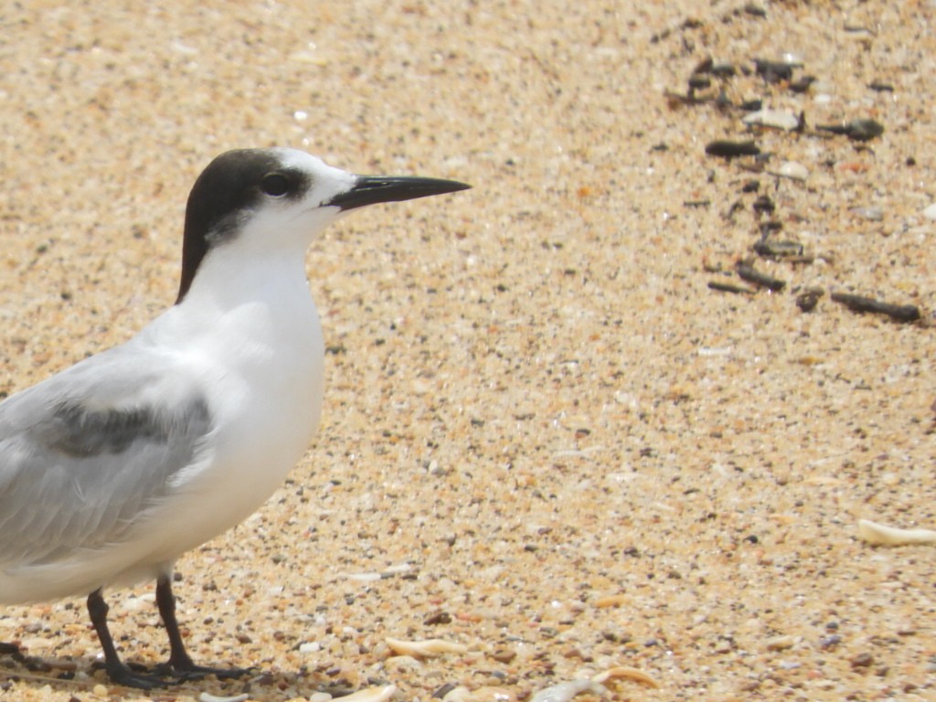 Common Tern - ML647396704