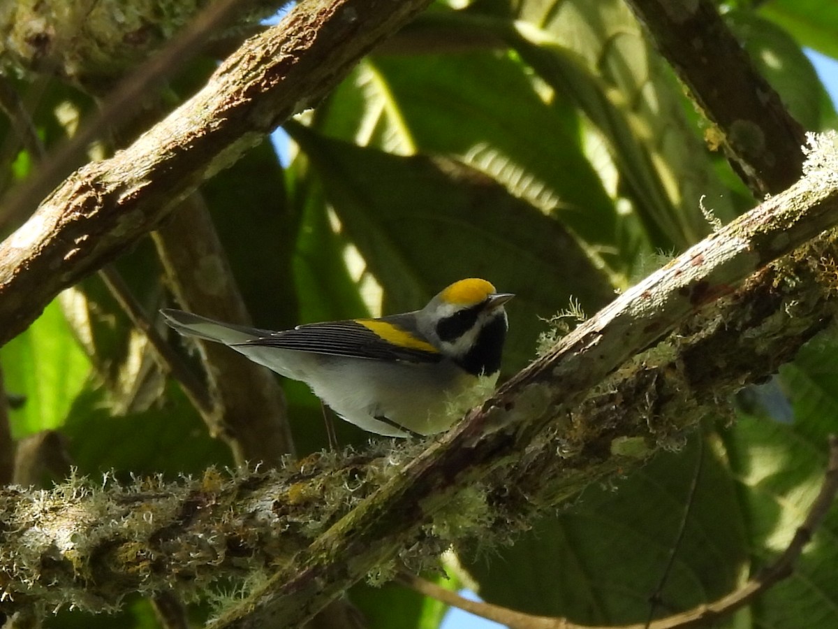 Golden-winged Warbler - ML647396705