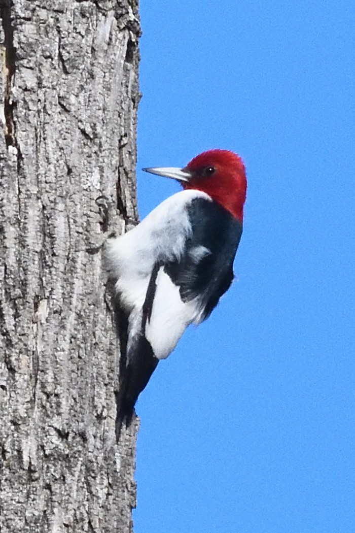 Red-headed Woodpecker - ML647396706