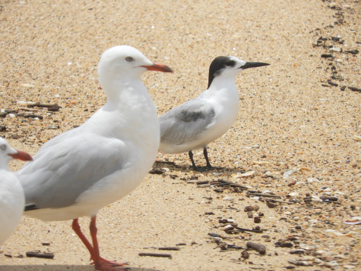 Common Tern - ML647396709