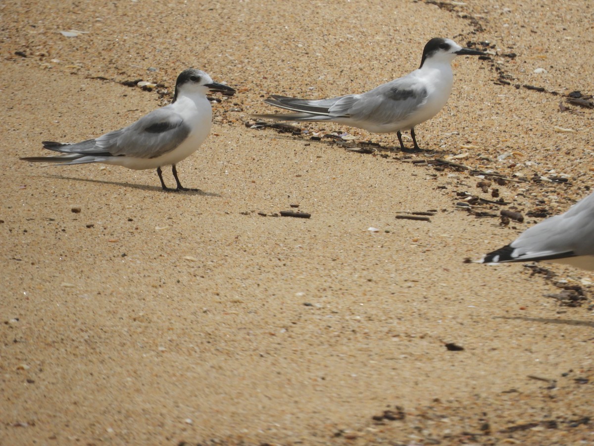 Common Tern - ML647396710