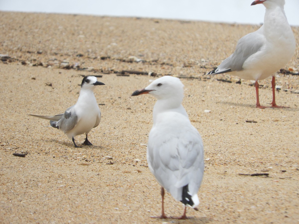 Common Tern - ML647396712