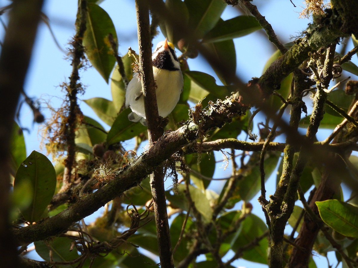 Golden-winged Warbler - ML647396736