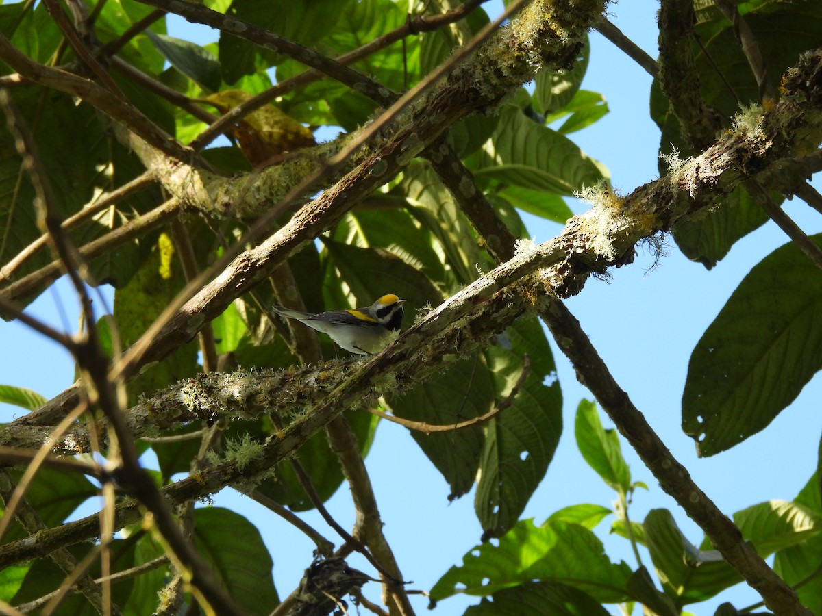 Golden-winged Warbler - ML647396737